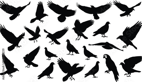 Bird silhouette vector set, flying pigeon icon, crow and parrot shapes, wildlife graphic design, editable cad drawing illustration