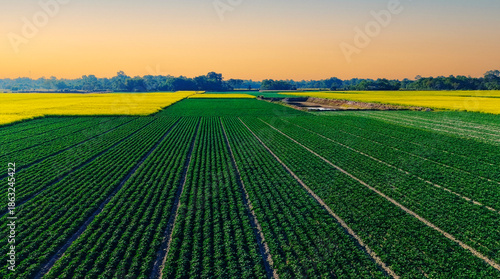 Tableau sur toile An aerial view of lush potato fields arranged in precise rows across rural farml