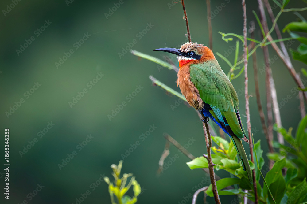 Fototapeta premium White-fronted Bee-eater 
