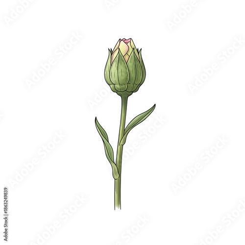 A green flower bud on a stem with leaves against a black background