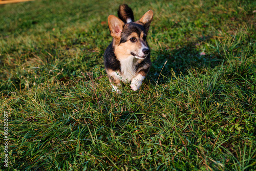 cute corgi dog on a walk