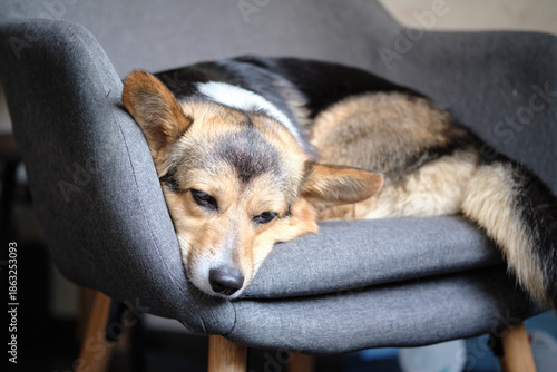 cute tricolor corgi dog on a chair