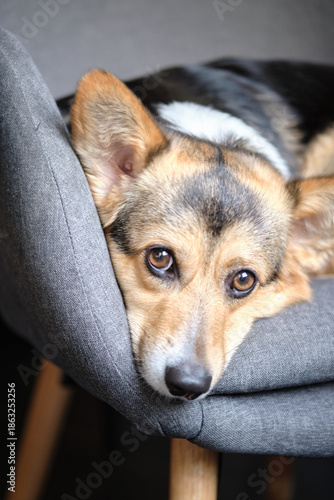 cute tricolor corgi dog on a chair