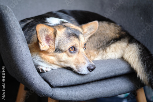cute tricolor corgi dog on a chair