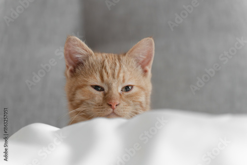Sleepy ginger tabby kitten peeking over a white duvet on a bed, soft natural light, minimal neutral background and copy space.