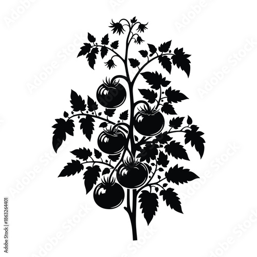 A detailed black and white illustration depicts a flourishing tomato plant with ripe fruit and foliage