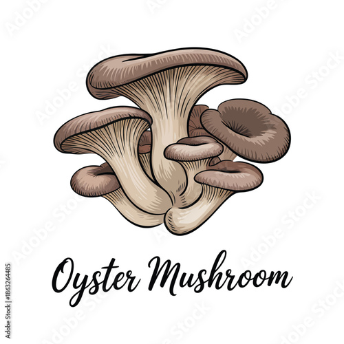 A colorful illustration of several oyster mushrooms with labeled text