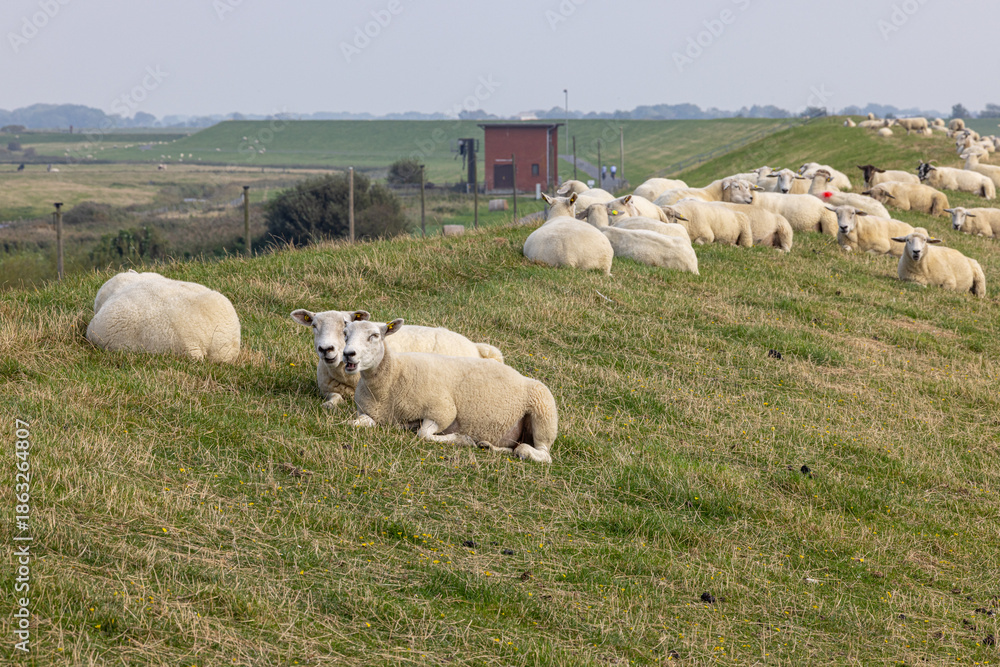 Obraz premium Sheep on a dyke in North Friesland