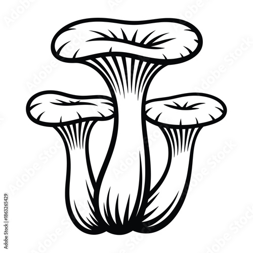 Detailed illustration of three grey oyster mushrooms in a line art style