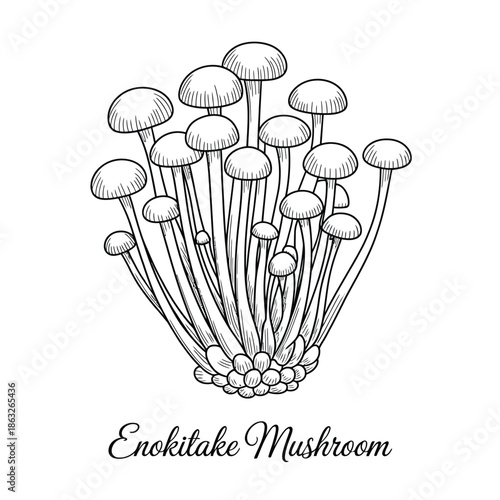 Detailed illustration of enokitake mushrooms with delicate stems and caps