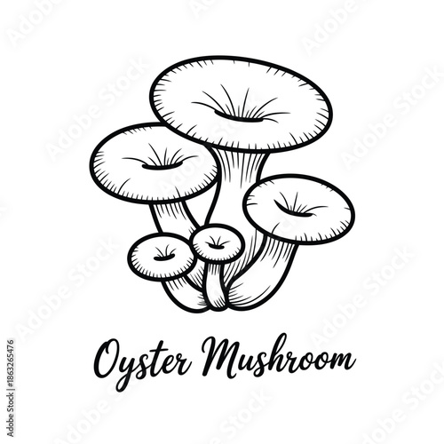 A detailed sketch of oyster mushrooms displaying a natural form