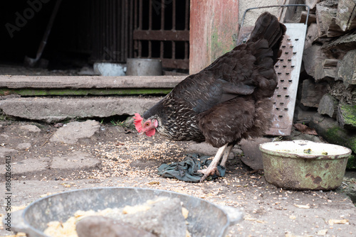 Chicken pecking grain near a bowl in an old farmhouse yard, everyday farm life.