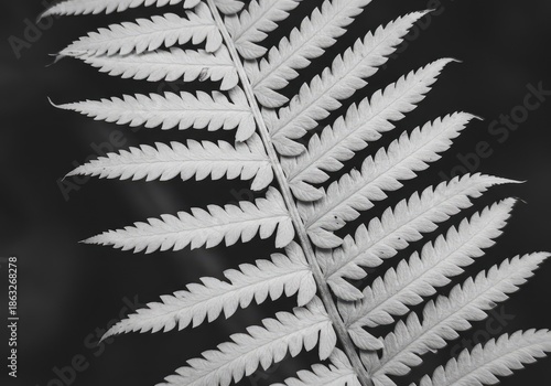 Delicate white fern leaf texture close up, illuminated softly. Abstract botanical backdrop ideal for ethereal designs and peaceful themes ,gentle ,design ,delicate