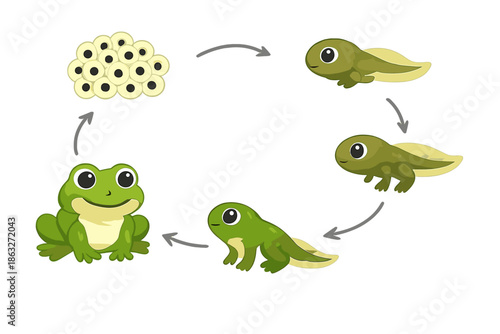 Life Cycle of a Frog