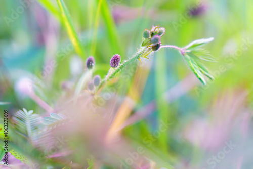 Close up image of grass, flower and buds with soft defocused background.