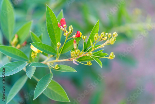 Closeup of pigeon pea lentil plant growth with soft defocused background.
