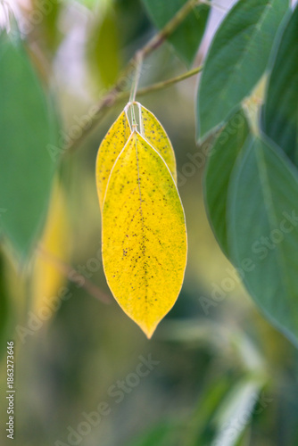 Closeup of a yellow and green leaves of a pigeon pea lentil plant.