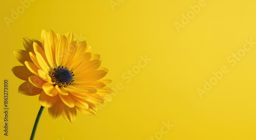 A vibrant yellow background contrasts sharply with the delicate petals of a blossoming flower, creating a cheerful, bright image ,vibrant ,freshness ,nature