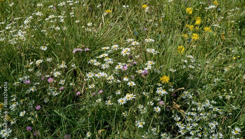 Colorful Flowers Bloom in a Green Field During a Sunny Day in Spring