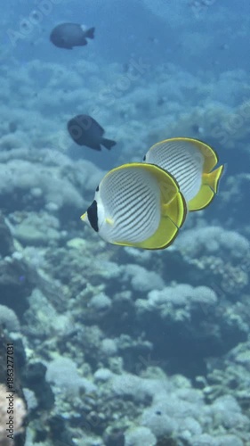 A panda butterflyfish glides over various coral species on a tropical reef at 8th Wonder, Manuk, Maluku, Indonesia.