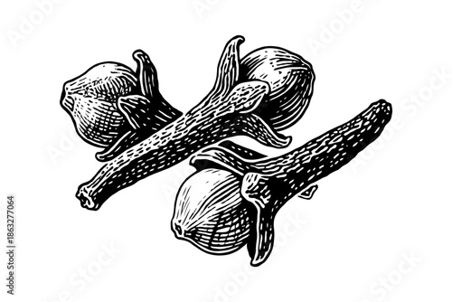Three whole clove buds illustrated in hand-drawn engraving style, isolated on white background. Concept of aromatic spice and herbal medicine