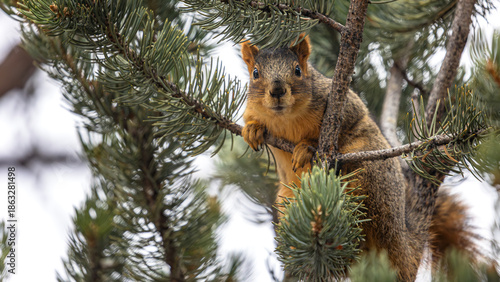 Sunlight filters through the thick evergreen needles, illuminating the twitching whiskers and soft copper fur of a squirrel perched high above the Boulder valley.