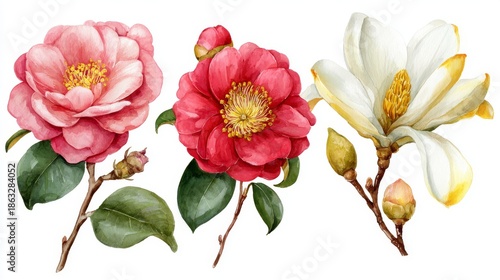 Watercolor Floral Illustration Set Featuring Hand-Painted Pink, Red, and White Flowers with Green Leaves on White Background for Botanical Design