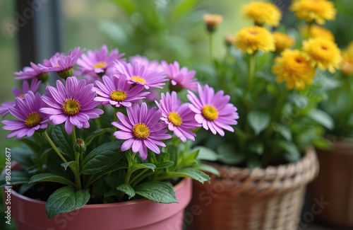 Wallpaper Mural Potted pink aster flowers bloom brightly with yellow centers. Nearby yellow blossoms create a garden feel. Green leaves and stems support vibrant petals. Outdoors setting, close up view. Torontodigital.ca