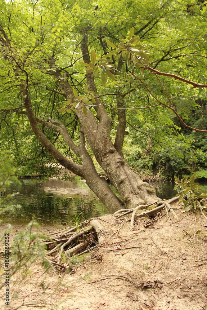 Fototapeta premium Appalachian Riverbend