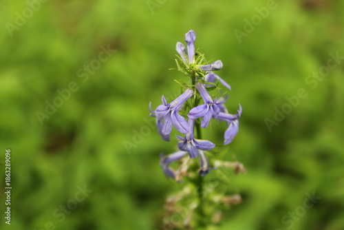 Фотография Appalachian Flora