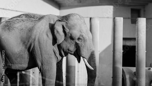 A close-up of beautiful elephants against an architectural backdrop. A black and white photo that highlights the character of these beautiful animals.