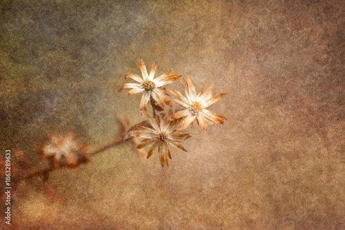 Grunge background with dried aster flowers, closeup. 