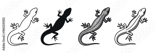Set of four lizard illustrations presented in various artistic styles, including a simple outline, a solid black silhouette, a detailed engraving, and a classic line art drawing