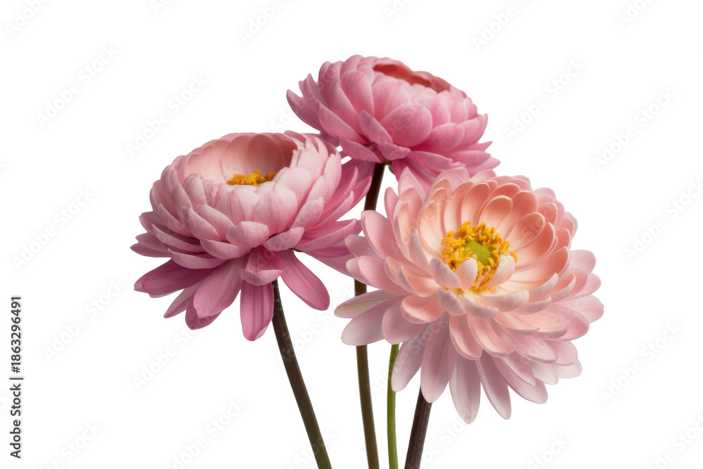 Fototapeta premium Elegant strawflowers bouquet