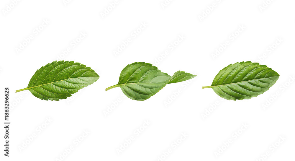 Fototapeta premium Fresh Green Mint Leaves Isolated on White Background