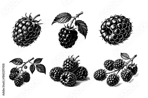 Detailed hand-drawn blackberries and raspberries in engraving style on a white background, representing botanical and organic food concept