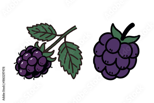 Hand-drawn blackberry and bramble with green leaves shown in cartoon style on white background, representing fruit and nature concept