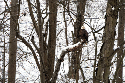 Mature bald eagle in the wild. Snow covered ground and trees. Bird is perched on a branch. Loyalhanna Dam located in Saltsburg, Pennsylvania. Winter, wildlife scene. 