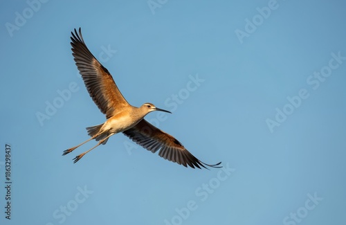 Bar tailed godwit bird flies across blue sky. Long legs trail behind bird with wings spread wide. Wildlife animal in natural habitat during daytime.