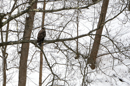 Juvenile bald eagle in the wild. Snow covered ground and trees. Bird is perched on a branch. Loyalhanna Dam located in Saltsburg, Pennsylvania. Winter, wildlife scene. 
