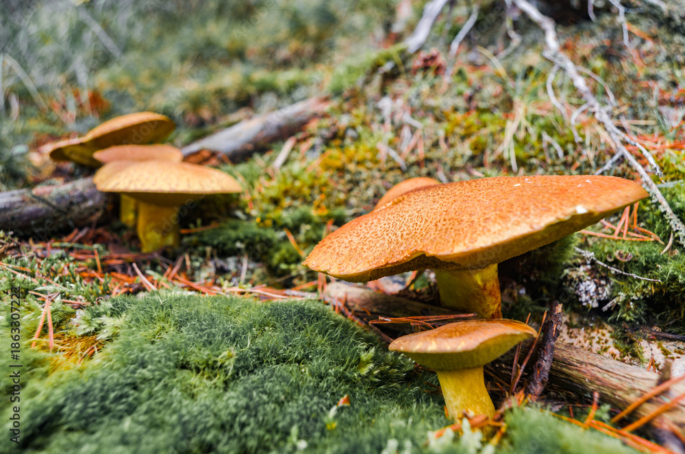 Fototapeta premium Macro Photography of Clustered Wild Fungi in Woods