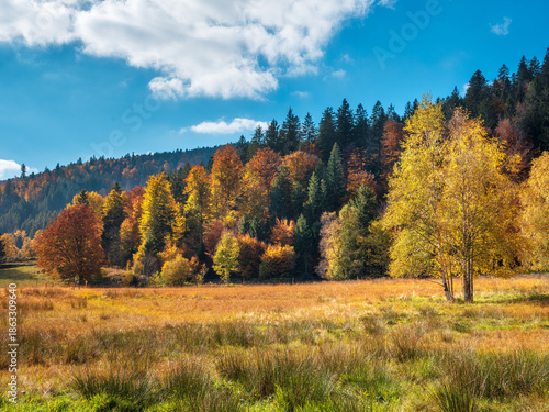 Moorwiese bei Menzenschwand im Schwarzwald im Herbst, Baden-Württemberg, Deutschland