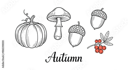 Autumn season collection of hand-drawn forest elements including a pumpkin mushroom acorns and rowan berries in a vintage style.