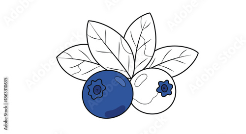 Simple illustration of two blueberries with leaves featuring one colored berry and one in outline for a minimalist food design.