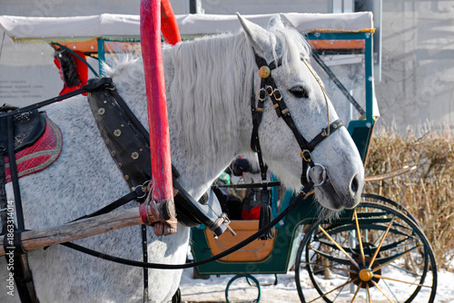 Gray horse with red drawbar close up