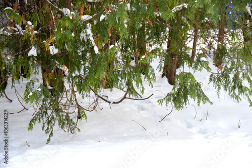 Close-up view of cedar branches after a snowfall