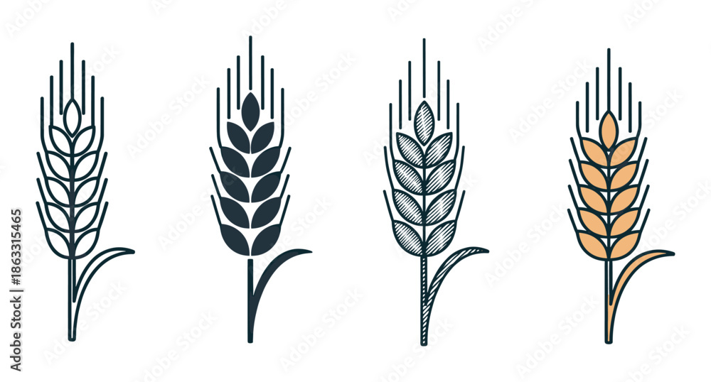 Fototapeta premium Four stylized wheat ear icons in a set showing different graphic styles like outline, silhouette, engraved hatching, and color for agricultural or food branding