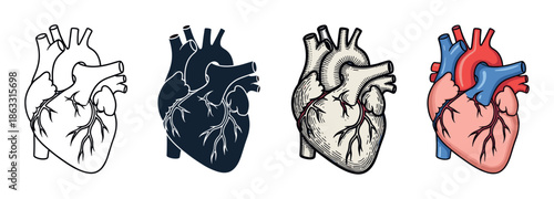 Anatomical human heart organ illustration set in four different styles, from a simple black outline and silhouette to a detailed vintage engraving and a colorful medical diagram