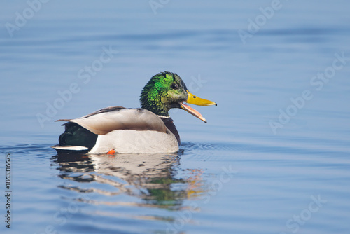 Male Mallard (Anas platyrhynchos) swimming on the lake, the Netherlands