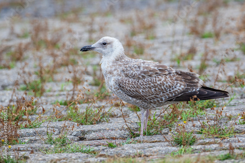 European Herring Gull (Larus argentatus), the Netherlands